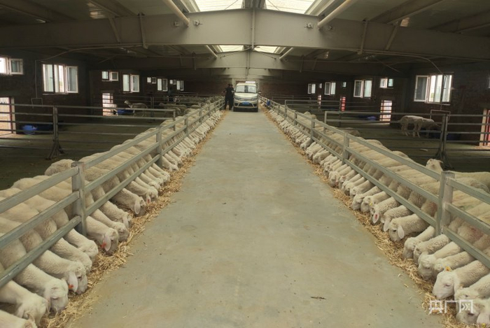 标准化养殖羊圈 (央广网发 周丽 摄)