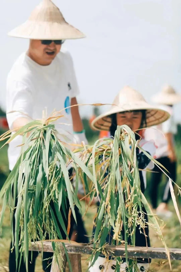 ▲游客在农场体验