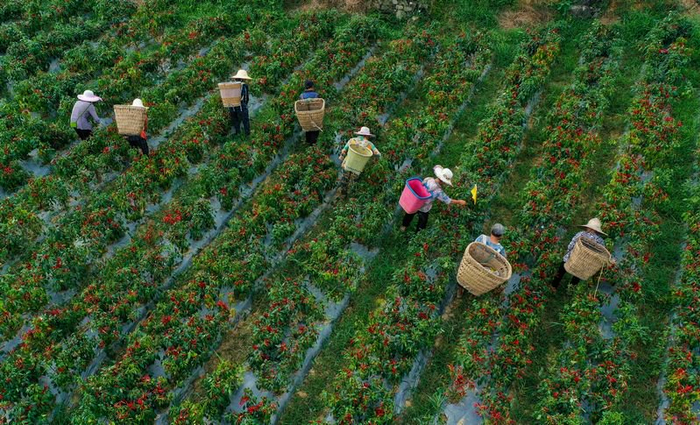 椒农正在采摘辣椒。遵义市农业农村局供图