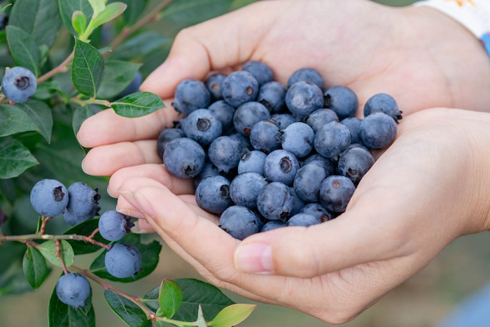 刚摘的蓝莓鲜果。黔东南州委宣传部供图