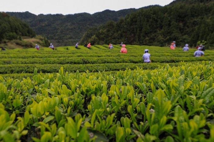 黔山贵水孕育好物。铜仁市委宣传部供图