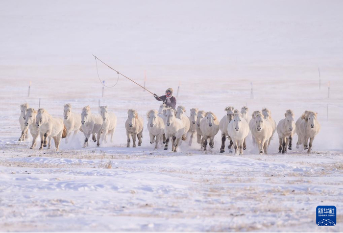 牧民在内蒙古雪原上驯马。新华社记者 彭源 摄