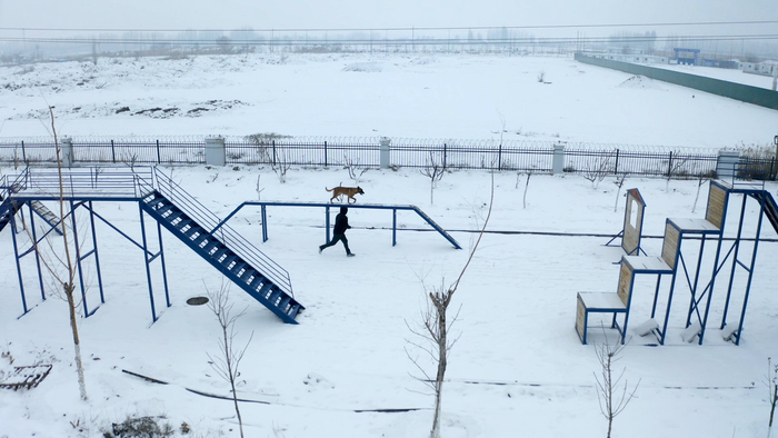 训导员在训练警犬。