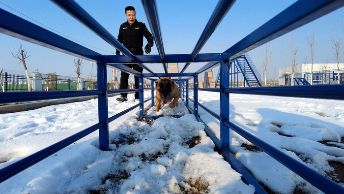 杨斋勇训练警犬穿越障碍。