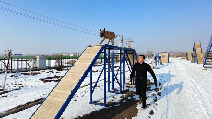 杨斋勇训练警犬穿越障碍的能力。