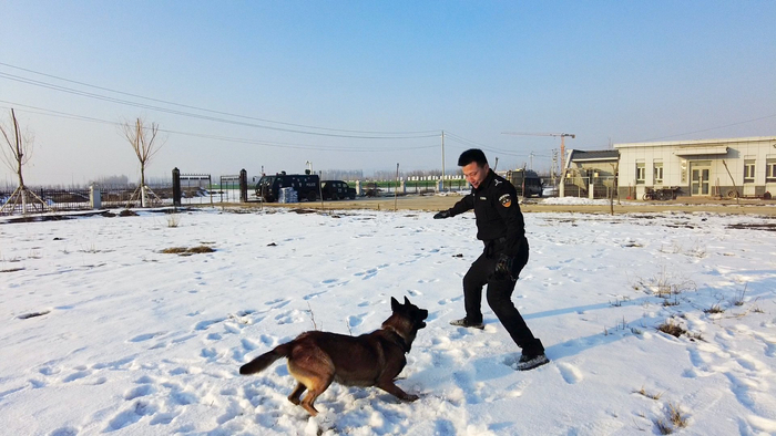 杨斋勇与警犬搭档在雪地里玩耍。