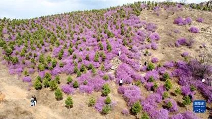 扎兰屯市尖山子村的杜鹃花（无人机照片）。新华社记者 贝赫 摄