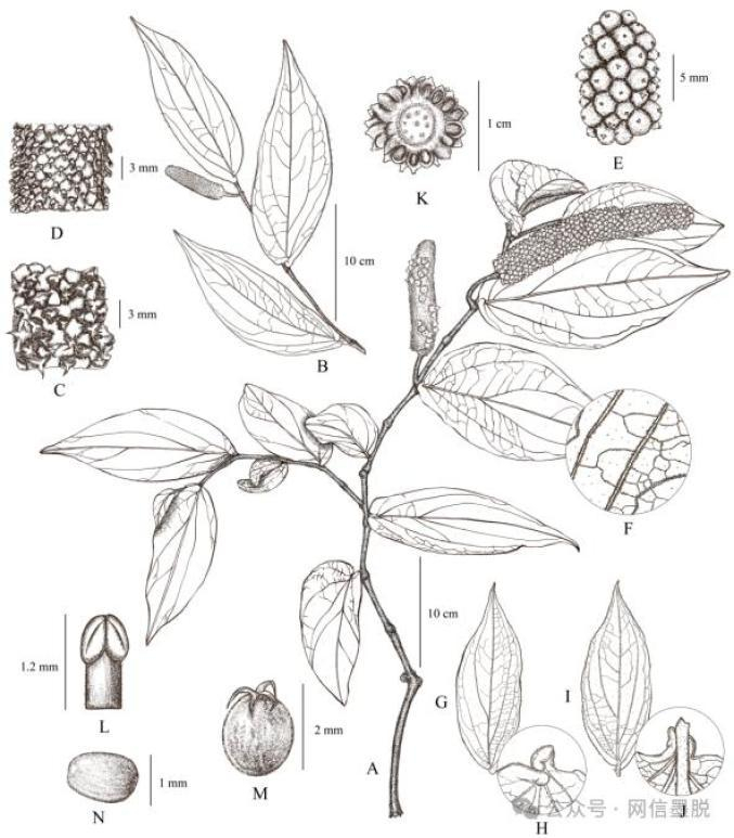 图为墨脱胡椒Piper motuoense墨线图。