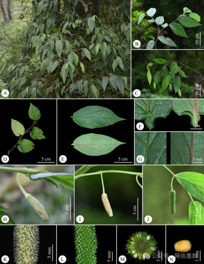资源育种研究团队在墨脱县背崩乡,达木乡和老虎嘴调查香料饮料植物时