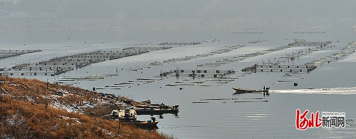 2016年11月，潘家口水库网箱密集。（河北日报资料片）河北日报记者 田 明摄