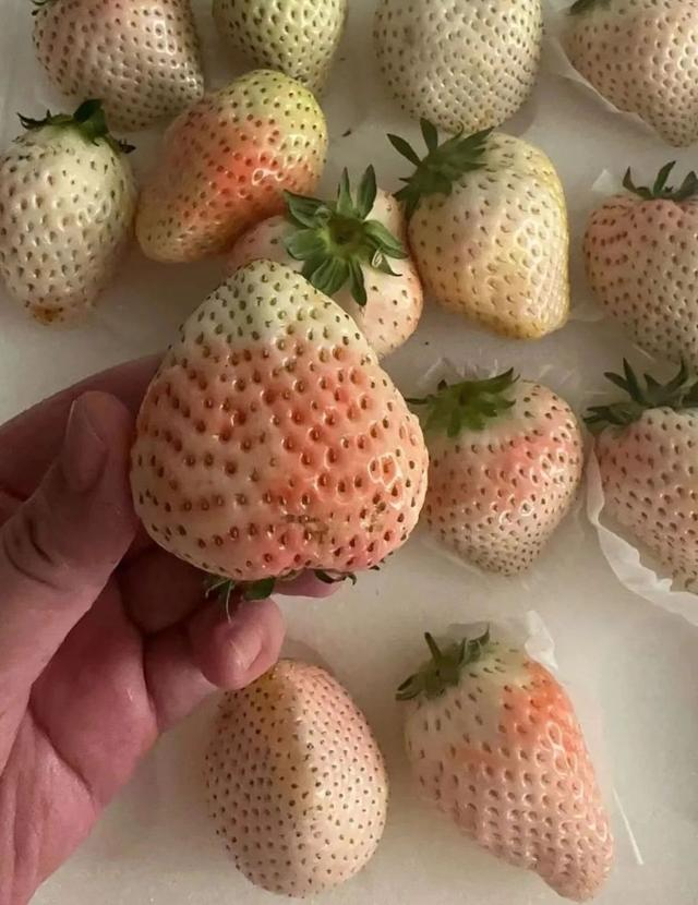 “白雪公主”草莓 本报记者 董添/摄