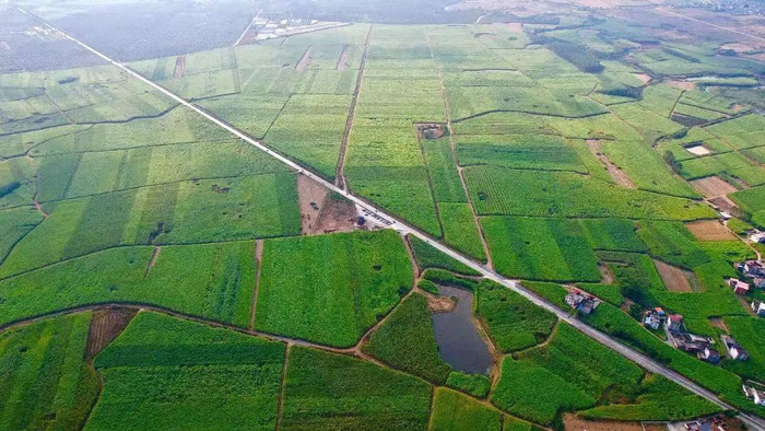 来宾市国家现代农业产业园黄安优质“双高”糖料蔗基地。（资料图）