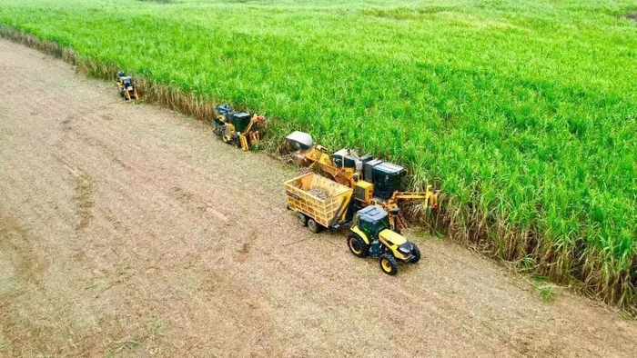 甘蔗收割现场。（资料图）