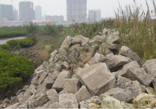 资料图：修复前沿岸堆砌的水泥块和未经处理的砂石。