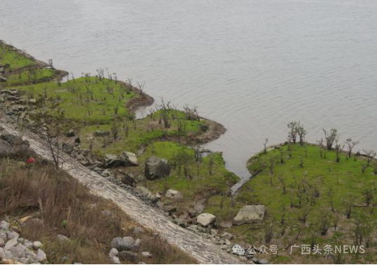 资料图：修复前受到侵蚀的旧护堤、沿岸滩涂和红树林。