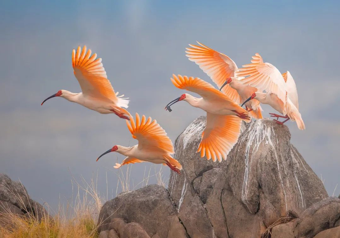                              朱鹮 Nipponia nippon。作者论文图片