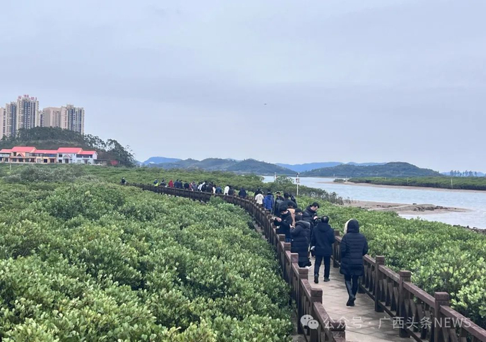 红沙环生态海堤的红树林郁郁葱葱。