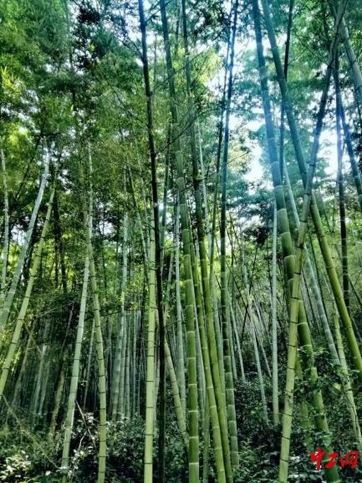 郁郁葱葱的竹林。 中工网记者陈颖 摄