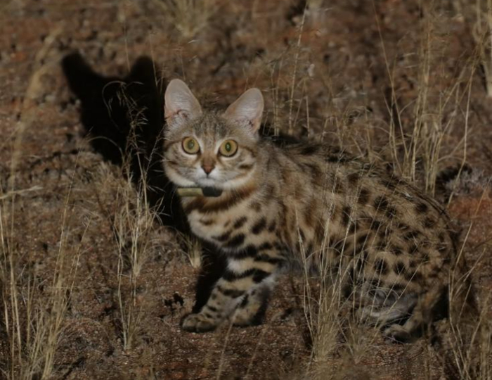                                          黑足猫。作者论文图片