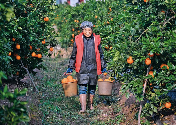 四川省泸州市古蔺县马蹄甜橙专业合作社的果农运送采摘的甜橙（2024年1月3日摄）    刘坤摄/本刊