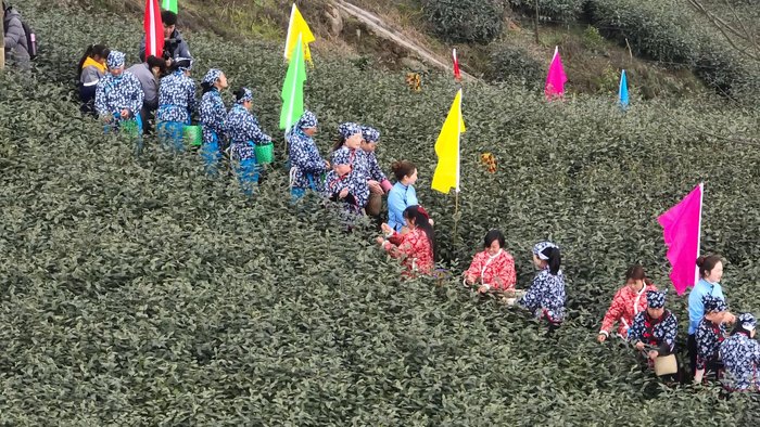 ▲天宫山采茶现场