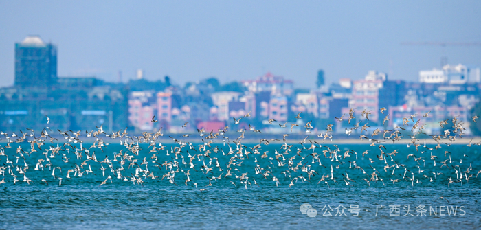 资料图：成群候鸟在防城港海域上空翩翩飞舞。罗盛 摄