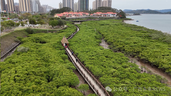 俯瞰防城港市西湾红沙环生态海堤。卜小钊 摄