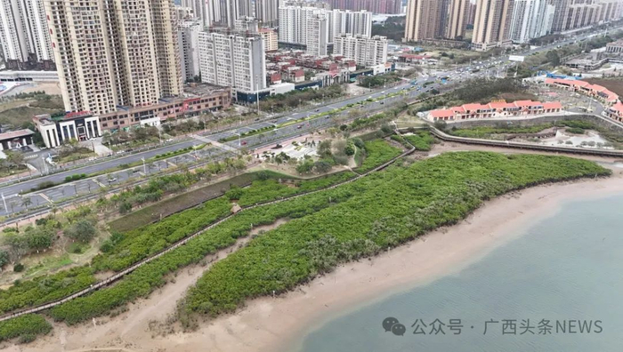 防城港市西湾红沙环生态海堤。黄粹釴 摄