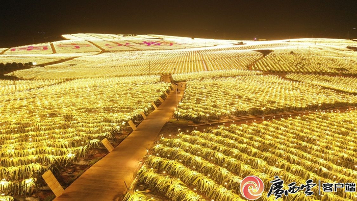 火龙果产业示范区内,万盏补光灯汇成灯海,如梦如幻,成为一道美丽夜景