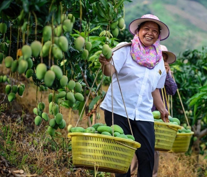 芒果产业已成为田东县的支柱产业和富民产业，图为芒果成熟季果农喜摘芒果外销。田宣 摄