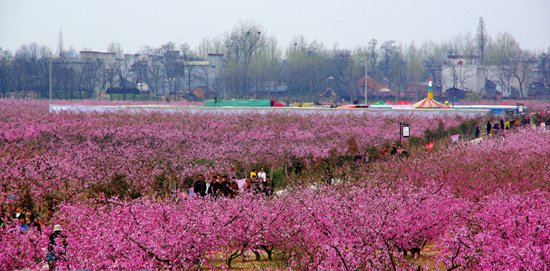     每年春季，河南省新野津湾村的桃花节吸引众多游客。受访者供图