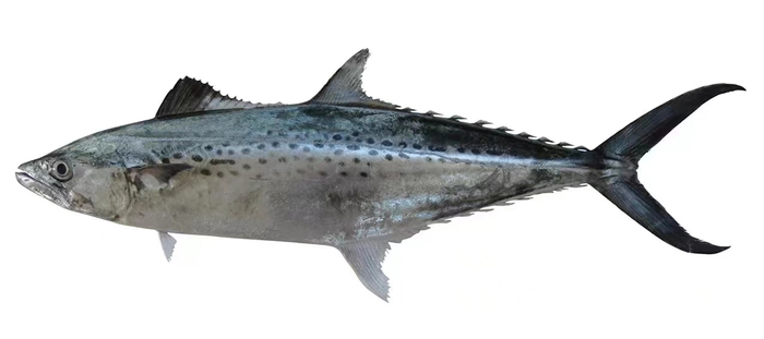 斑点马鲛|Fishof World Wiki