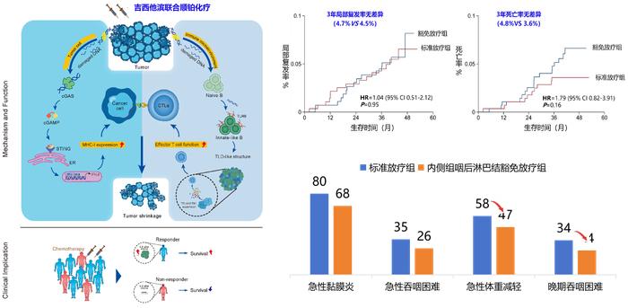 鼻咽癌吉西他滨联合顺铂诱导化疗激活B细胞抗肿瘤免疫网络“增效”新理论（左图）及内侧咽后淋巴结区豁免放疗“减毒”新技术（右图）示意图