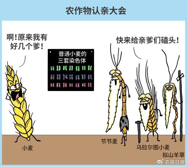 你经常吃的水稻、小米等主粮也通通都是野草变的。