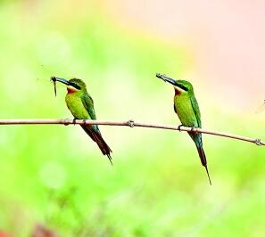 栗喉蜂虎。彭志伟摄/光明图片