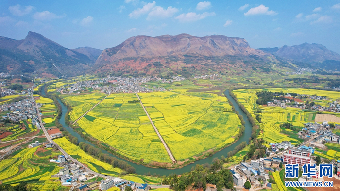 春日罗平，油菜花海与山峦、村寨勾勒出一幅田园春景图（摄于2月23日）。新华网发（杨紫轩 摄）