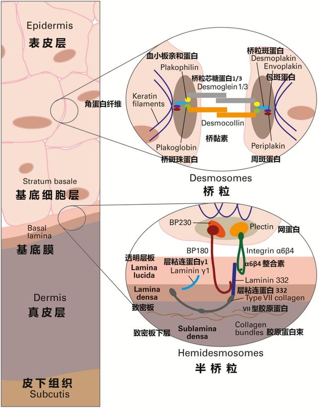 图｜人体皮肤示意图及自身免疫性大疱性皮肤病的自身抗体靶点