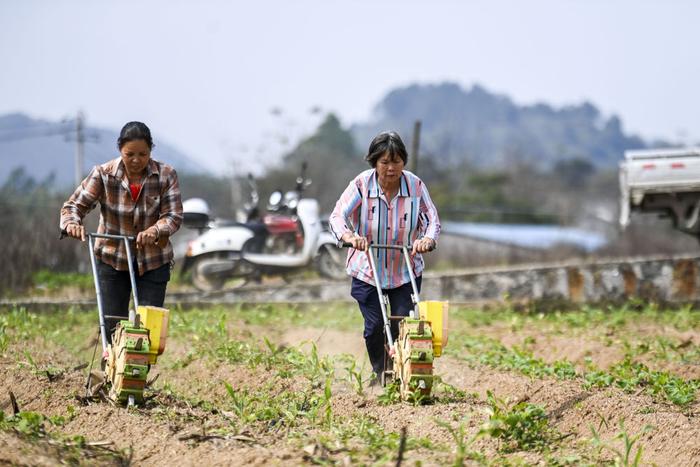   2月20日，在广西兴业县葵阳镇，村民在补种玉米。新华社记者 曹祎铭 摄