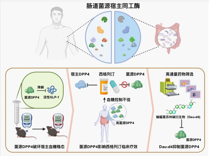 基于肠道菌源宿主同工酶的代谢性疾病精准医疗