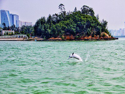 中华白海豚。资料图片