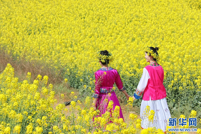 罗平油菜花海中，赏花踏青的游客（摄于2月22日）。新华网发（鲍潍铭 摄）