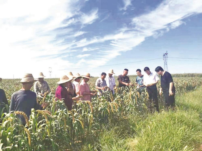         西土山镇小米种植基地。（资料图片）    