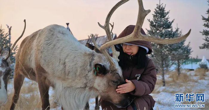 游客在呼伦贝尔敖鲁古雅和森林精灵驯鹿亲密接触。新华网发（李新军 摄）