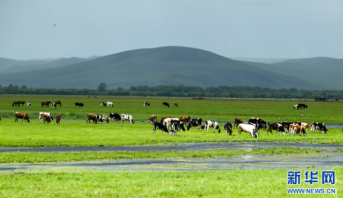 2023年6月29日，牛群在草原上觅食。正值夏日，内蒙古呼伦贝尔大草原全面返青，景色宜人。 新华社记者 连振 摄