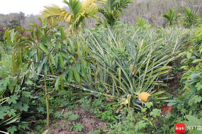 三亚榴莲地里间种的凤梨、槟榔。记者 利声富 摄