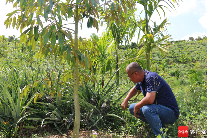 三亚榴莲地里间种的凤梨、槟榔。记者 利声富 摄