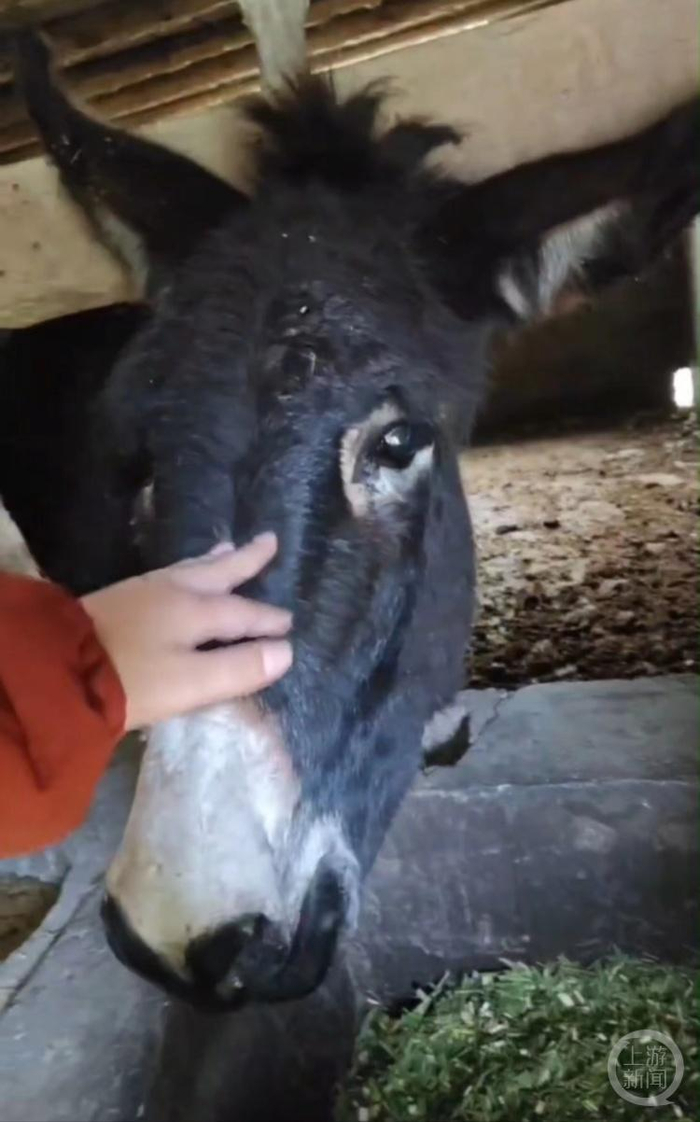 从山东网购到广西的驴。受访者供图