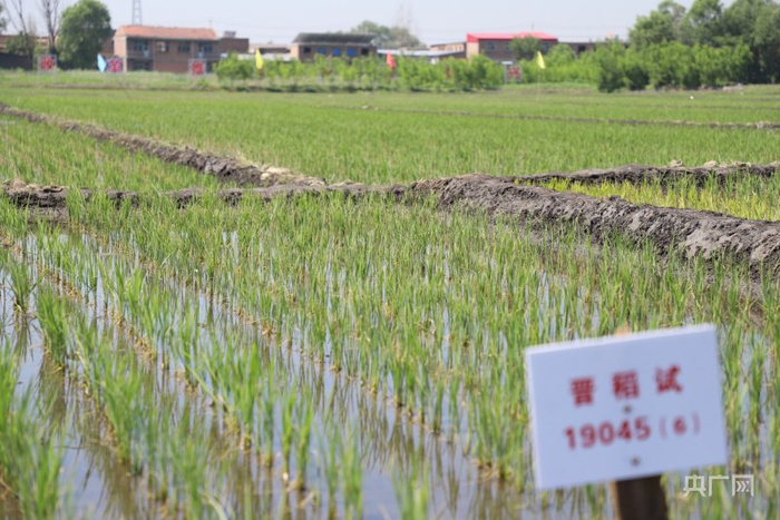 水资源不断丰富,为太原市晋源区水稻种植提供保障(央广网记者  郎麒