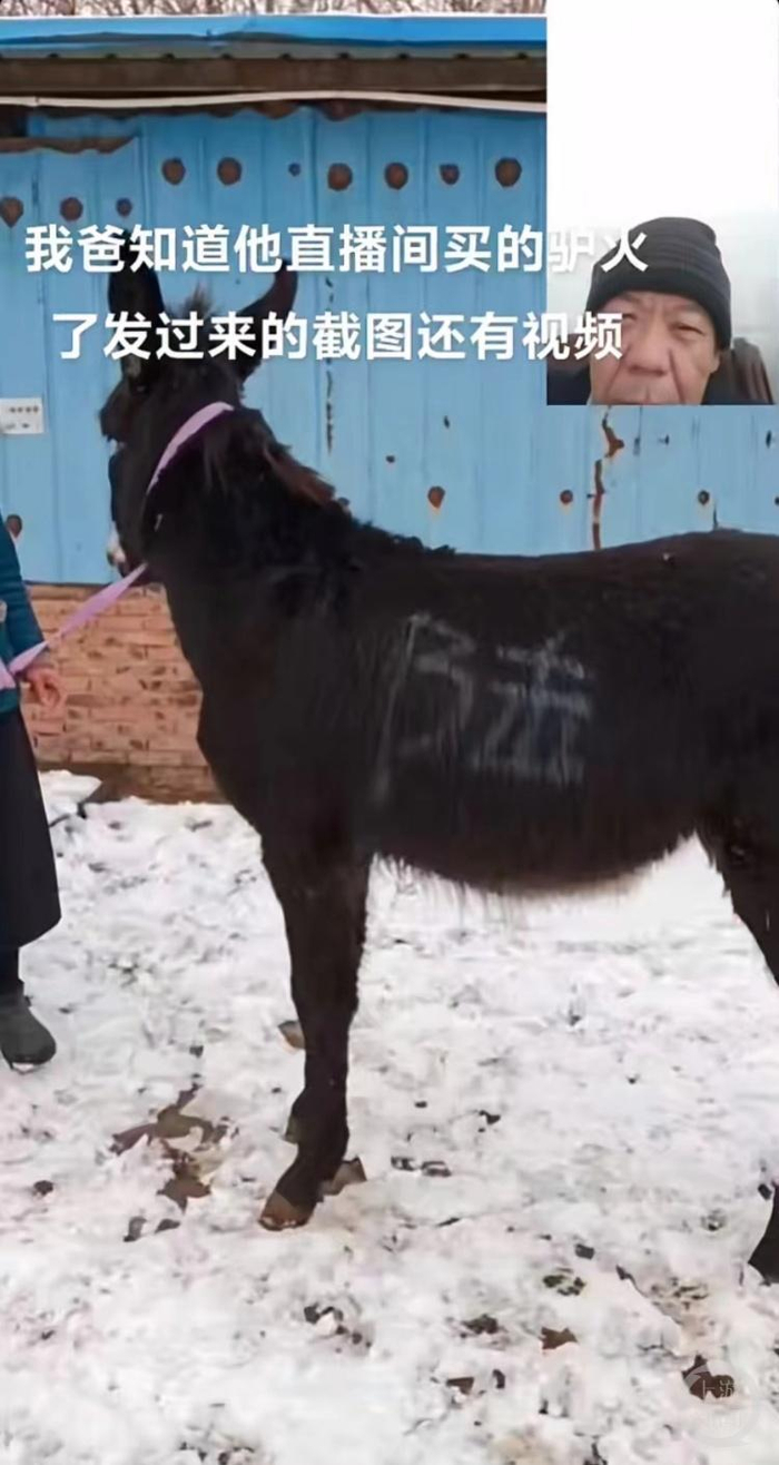 陆先生通过视频连线看驴装车。受访者供图