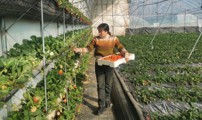 3月1日，在张家口市蔚县宋家庄镇石荒村草莓大棚内，村民正在采摘草莓。  河北日报通讯员 王鹏摄